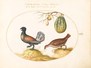 Pair of Wood Grouse with a Melon and Pears (Plate 12) by Joris Hoefnagel