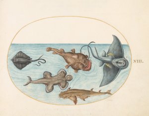 Two Stingrays, an Anglerfish, a Monkfish and an Angel Shark by Joris Hoefnagel