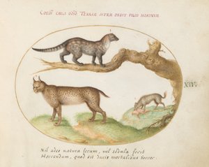 A Civet, a Lynx, and a Hyena by Joris Hoefnagel