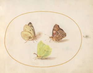 Plate 14: Common Brimstone, Painted Lady, and Clouded Yellow Butterflies by Joris Hoefnagel
