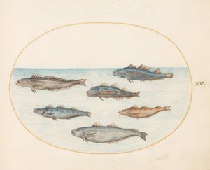 Plate 15: Six Asellorum Fish (Cod?)