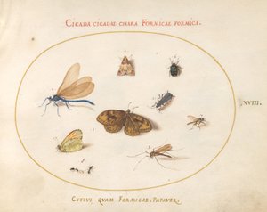 Two Butterflies and a Moth with a Dragonfly, Two Ants, and Four Other Insects by Joris Hoefnagel