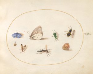 Plate 19: Two Butterflies with Five Other Insects by Joris Hoefnagel