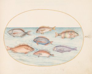Plate 20: Sea Bream, Dentex, Sargo, and Other Fish