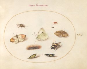 Plate 20: Three Butterflies, a Caterpillar, a Bee, Two Chrysalides, and Three Weevils by Joris Hoefnagel