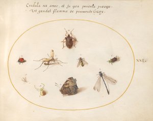 Plate 21: A Butterfly with a Dragonfly, a Ladybug, and Five other Insects by Joris Hoefnagel