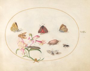Plate 22: A Cinnabar Moth and a Cockchafer with Butterflies, Other Insects, and a Snapdragon by Joris Hoefnagel