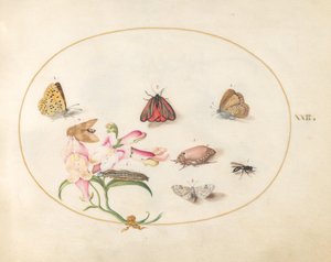 Plate 22: Butterflies with Other Insects and a Snapdragon by Joris Hoefnagel