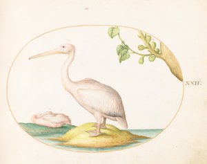 Plate 22: Two White Pelicans with a Sycamore Fig by Joris Hoefnagel
