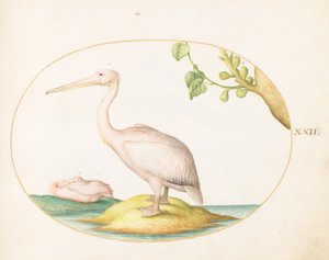Plate 22: Two White Pelicans with a Sycamore Fig by Joris Hoefnagel