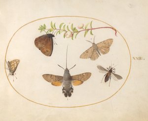 Plate 23: Hawk Moth, Butterflies, and Other Insects around a Snowberry Sprig by Joris Hoefnagel