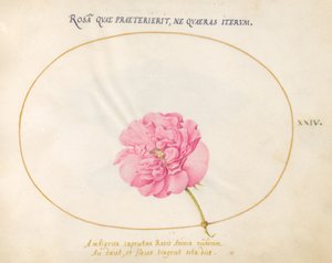 Plate 24: Pink Rose by Joris Hoefnagel