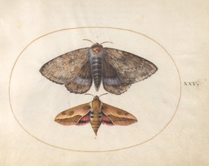Plate 25: Blue Underwing Moth and Spurge Hawk Moth by Joris Hoefnagel