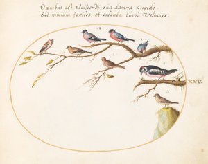 Plate 25: Great Spotted Woodpecker, Bullfinches, Sparrows, and Other Birds by Joris Hoefnagel