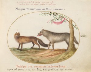 A Red Fox and a Wolf by Joris Hoefnagel