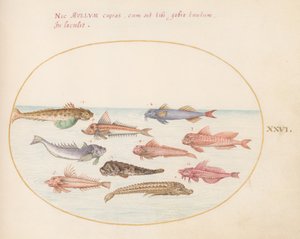 Gurnards, Dragonets, and Other Fish (Plate 26) by Joris Hoefnagel