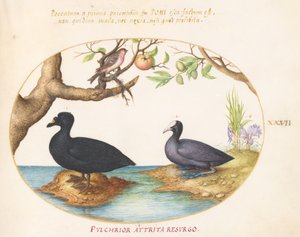 A Duck(?), A Coot, and a Rosefinch(?) (Plate 27) by Joris Hoefnagel