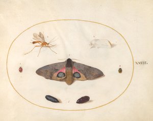 Plate 27: Two Moths, Two Chrysalides, and Other Insects by Joris Hoefnagel