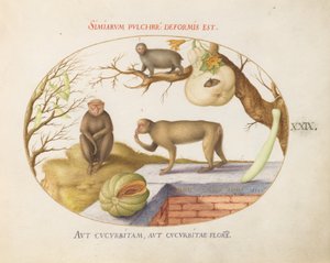 Plate 29: Two Monkeys, an Arctopithecus (Sloth?) and Fruit by Joris Hoefnagel