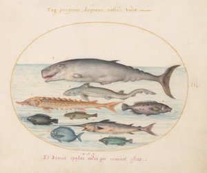 Sperm Whale, Sturgeon, Shark, and Other Fish (Plate 2) by Joris Hoefnagel