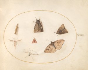 Plate 30: Seven Moths by Joris Hoefnagel