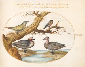 Plate 32: A Green-Winged Teal, a Juvenile Green Woodpecker, and Two Other Birds by Joris Hoefnagel