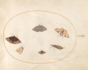 Plate 32: Six Moths by Joris Hoefnagel