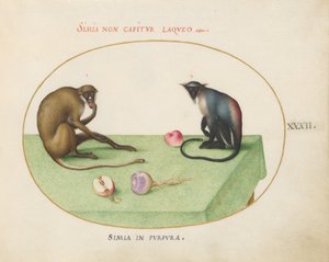 Plate 32: Two Monkeys on a Table by Joris Hoefnagel