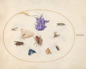 Moth and Butterfly with other Insects and a Columbine Flower (Plate 33) by Joris Hoefnagel
