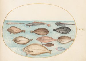 Plate 33: Sole and Other Flatfish with Bandfish