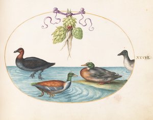 Plate 36: Red-Breasted Merganser, Shoveler, and Mallard, and Duck with Artichokes by Joris Hoefnagel