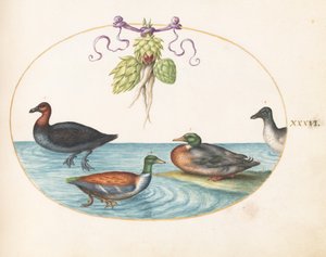 Plate 36: Red-Breasted Merganser, Shoveler, and Two Other Water Birds with Artichokes by Joris Hoefnagel