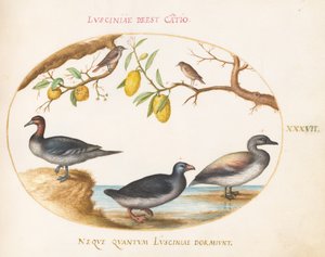 Plate 37: Three Waterfowl with Two Nightingales(?) Perched in Citrus Trees by Joris Hoefnagel