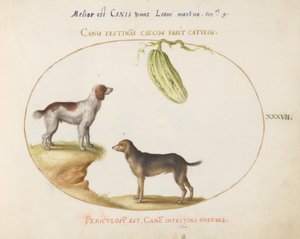 Plate 37: Two Spaniels with a Gourd by Joris Hoefnagel