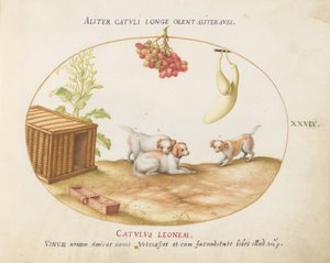 Plate 39: Three Puppies with a Crate and a Bunch of Grapes by Joris Hoefnagel
