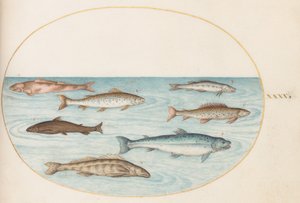 Plate 40: Salmon, Trout, and Freshwater(?) Fish by Joris Hoefnagel