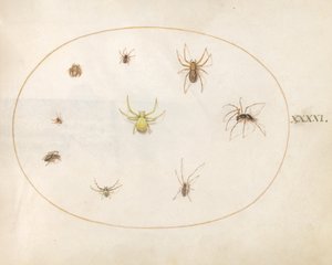 Plate 41: Yellow Spider Surrounded by Eight Spiders by Joris Hoefnagel