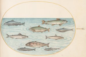 Plate 42: Nine Fish