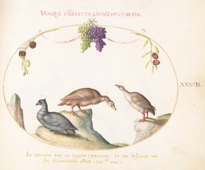 Plate 42: Two Gray Geese with a Third Bird and Hanging Grapes by Joris Hoefnagel