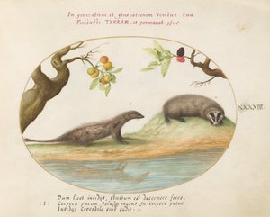 Mongoose and Badger with Fruit Trees by Joris Hoefnagel
