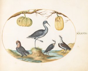 Plate 44: Godwit and Sandpipers with Two Gourds by Joris Hoefnagel