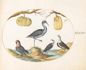 Plate 44: Godwit(?) and Sandpipers with Two Gourds by Joris Hoefnagel