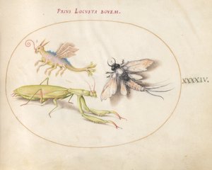 Plate 44: Mantis and Mayfly with an Imaginary Insect by Joris Hoefnagel