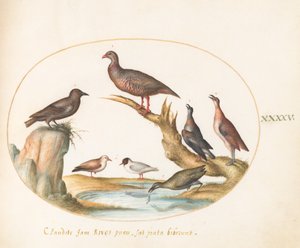 Plate 45: Gulls and Other Birds on a Shore by Joris Hoefnagel