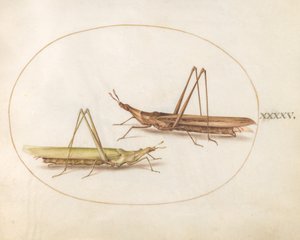 Plate 45: Two Long-Headed Grasshoppers(?) by Joris Hoefnagel