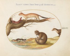 Plate 45: Weasels, a Ferret, and a "Nut Mouse" by Joris Hoefnagel