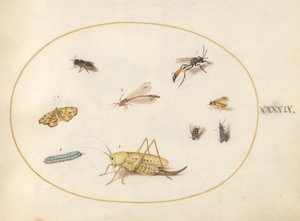 A Grasshopper, a Caterpillar, a Butterfly, a Moth, and Other Insects (Plate 49) by Joris Hoefnagel