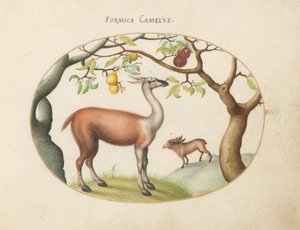 Plate 4: Llama and Moose by Joris Hoefnagel