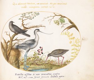 An Avocet with Two Other Birds by Joris Hoefnagel