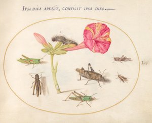 Plate 50: Grasshoppers, a Caterpillar, and a Scale Insect with a Four O